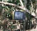 TV in the jungle.jpg